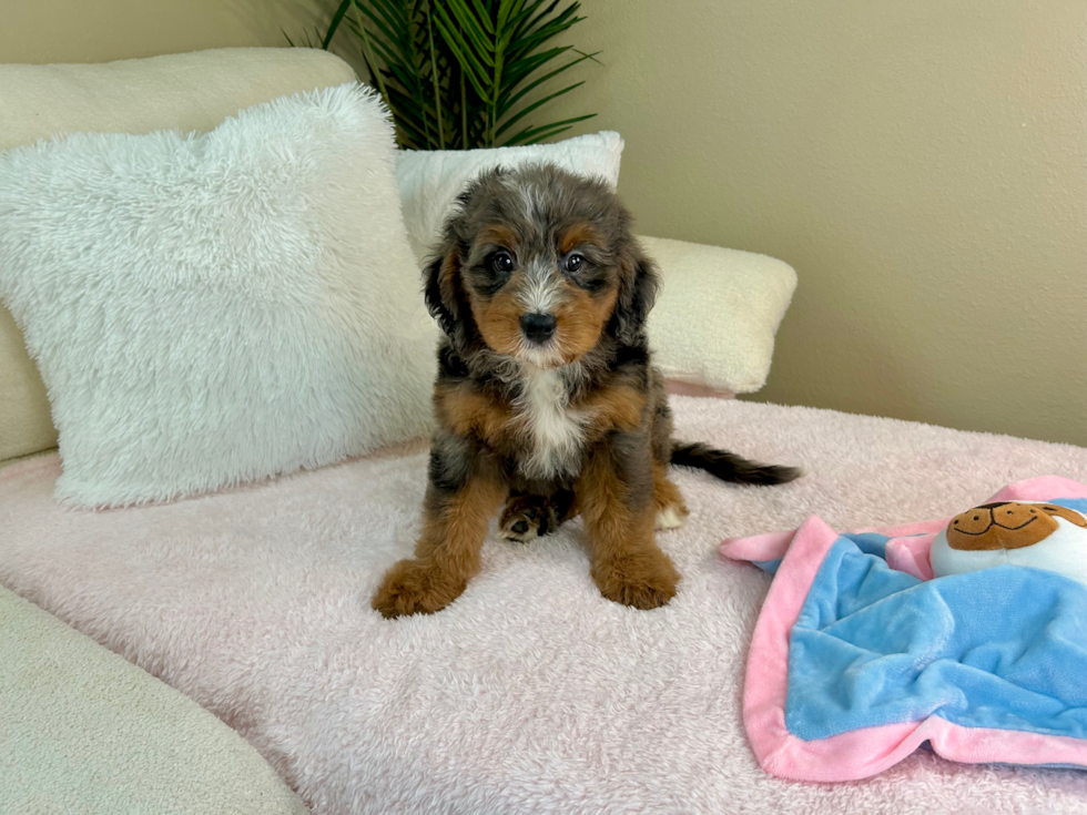 Best Mini Bernedoodle Baby