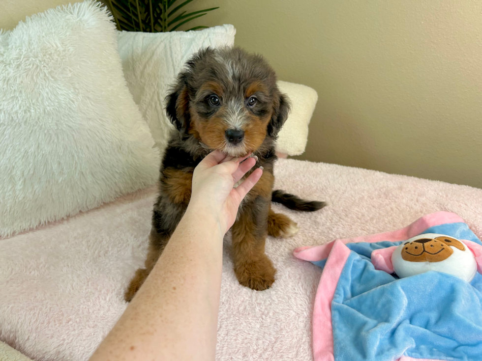 Cute Mini Bernedoodle Poodle Mix Pup