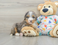 8 week old Mini Bernedoodle Puppy For Sale - Lone Star Pups