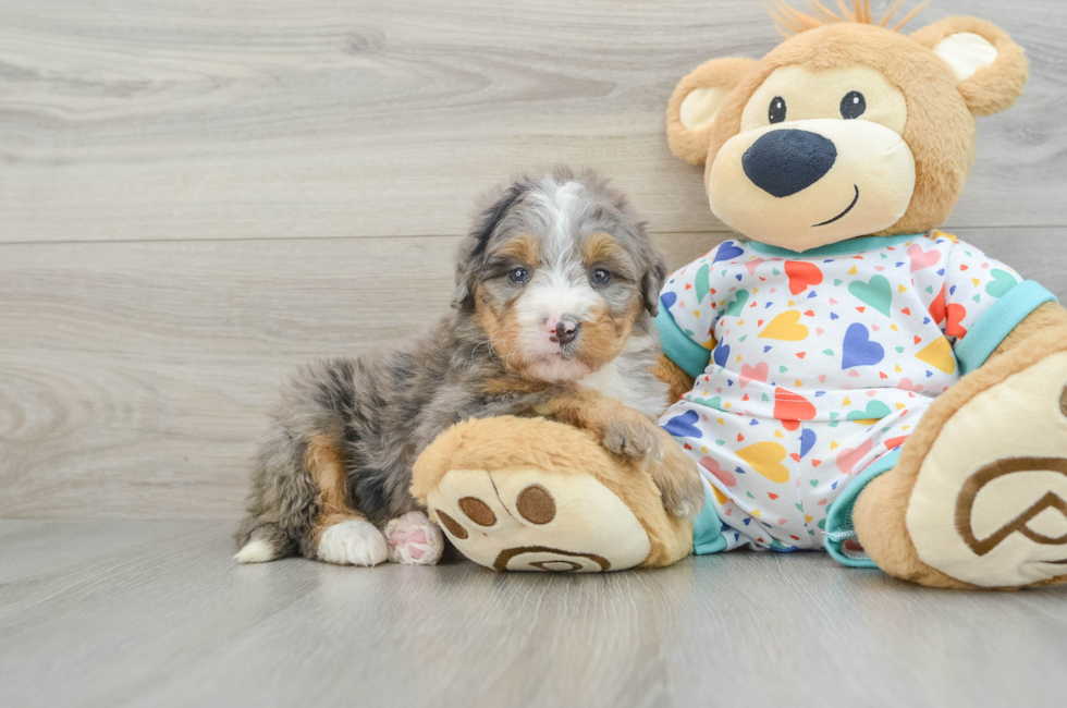 7 week old Mini Bernedoodle Puppy For Sale - Lone Star Pups