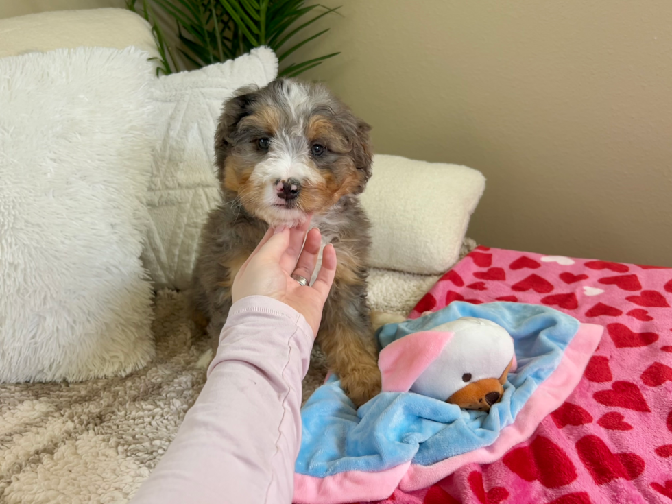 Cute Mini Bernese Poodle Poodle Mix Puppy