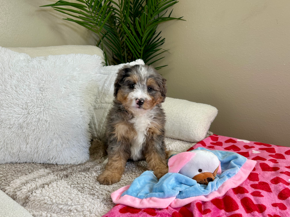 Cute Mini Bernedoodle Poodle Mix Pup