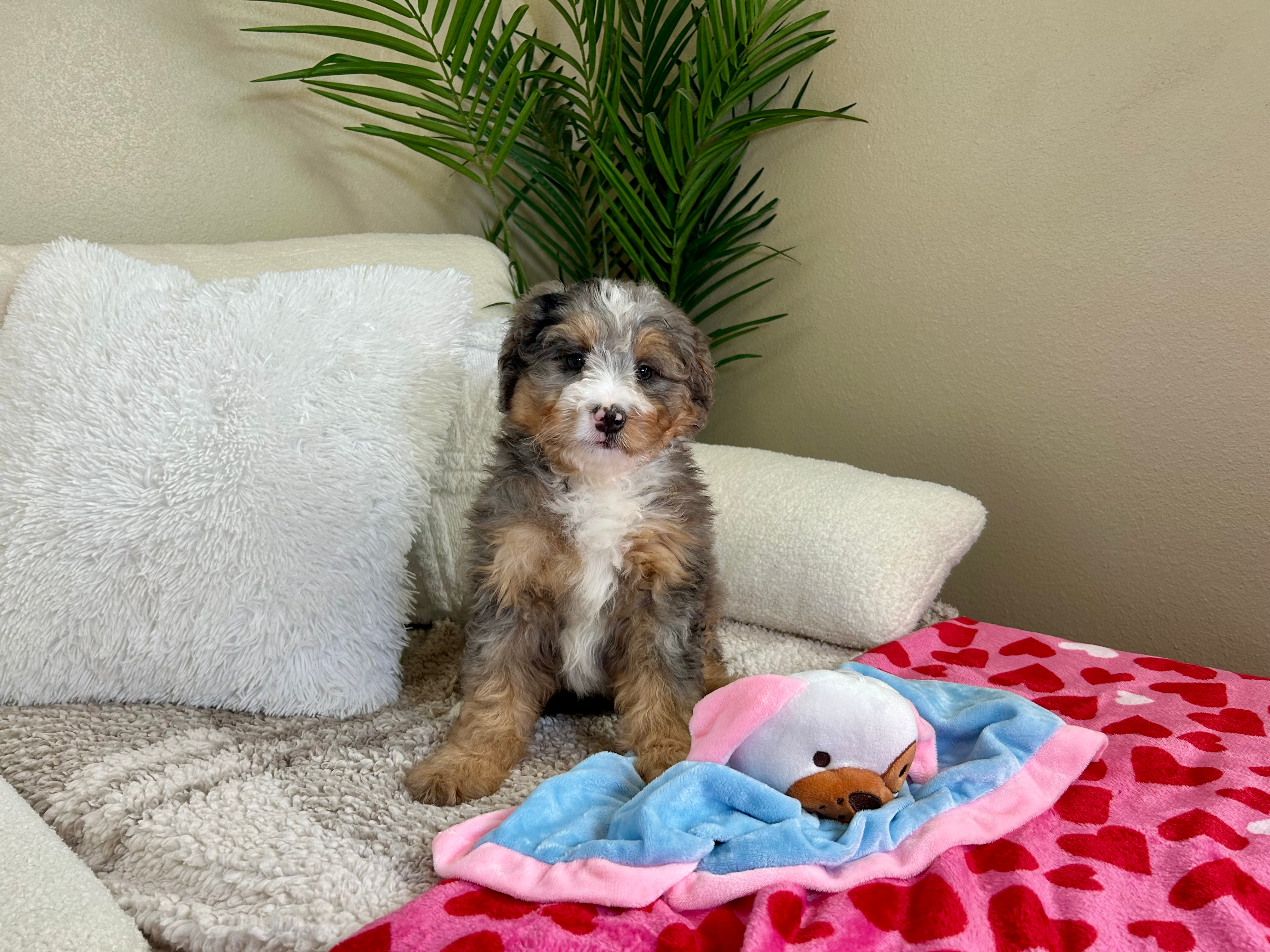 Cute Mini Bernedoodle Poodle Mix Pup