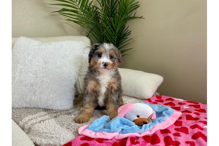 Cute Mini Bernedoodle Poodle Mix Pup