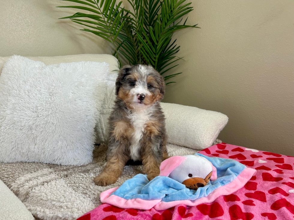Cute Mini Bernedoodle Poodle Mix Pup