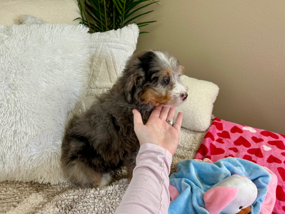 Cute Mini Bernedoodle Baby