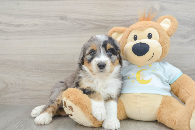 Fluffy Mini Bernedoodle Poodle Mix Pup