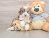 5 week old Mini Bernedoodle Puppy For Sale - Lone Star Pups