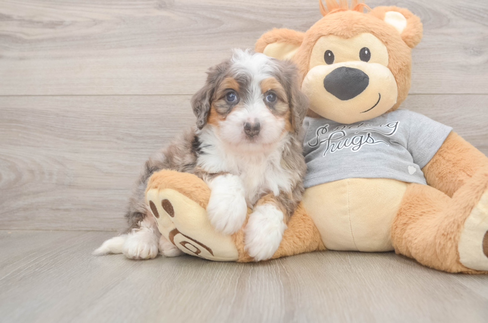 5 week old Mini Bernedoodle Puppy For Sale - Lone Star Pups