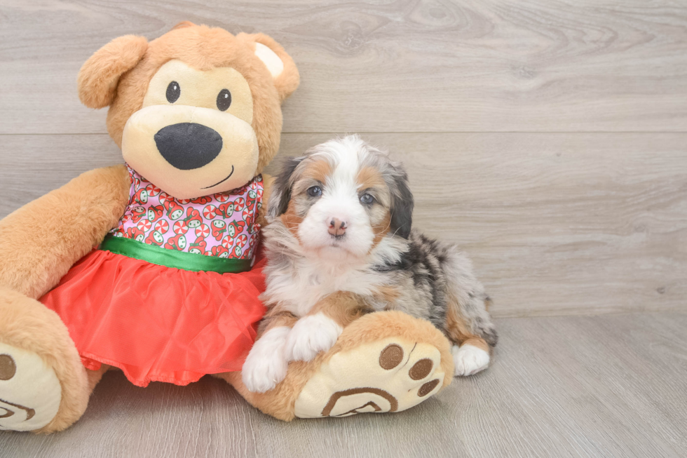 Mini Bernedoodle Puppy for Adoption