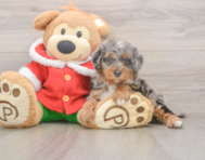 6 week old Mini Bernedoodle Puppy For Sale - Lone Star Pups
