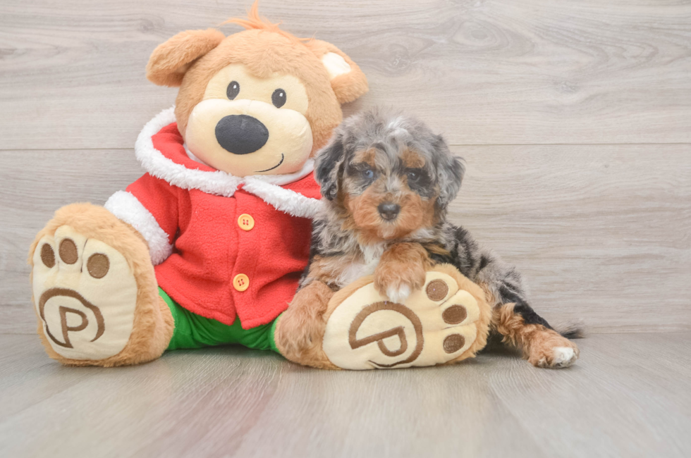6 week old Mini Bernedoodle Puppy For Sale - Lone Star Pups