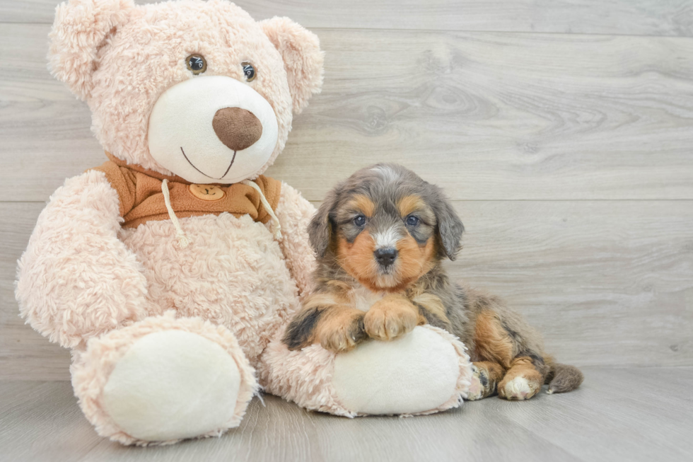 Happy Mini Bernedoodle Baby