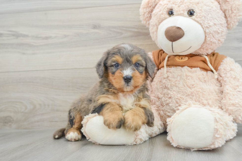 Mini Bernedoodle Puppy for Adoption