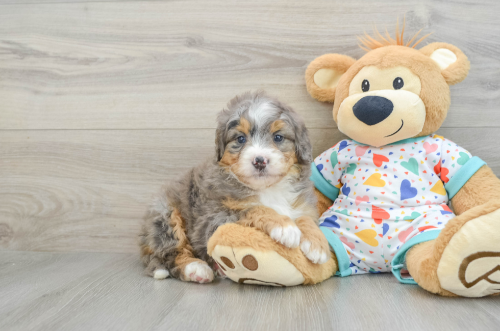 7 week old Mini Bernedoodle Puppy For Sale - Lone Star Pups