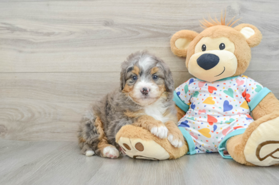 Mini Bernedoodle Pup Being Cute