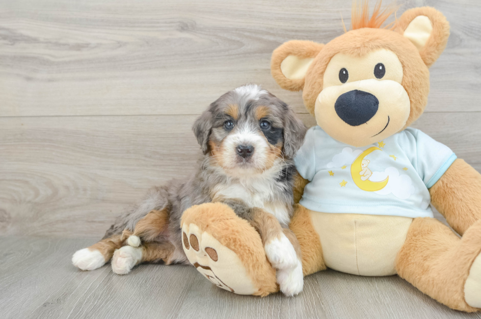 6 week old Mini Bernedoodle Puppy For Sale - Lone Star Pups