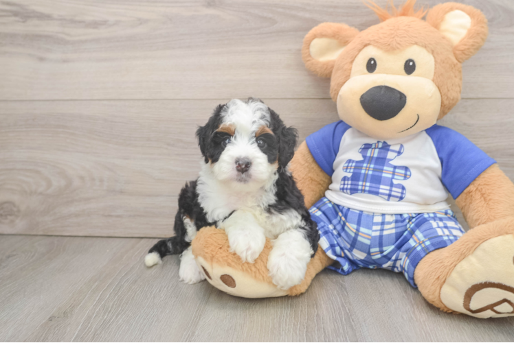 Popular Mini Bernedoodle Poodle Mix Pup