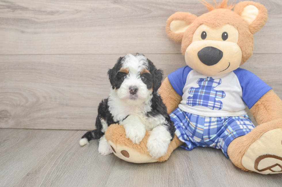 6 week old Mini Bernedoodle Puppy For Sale - Lone Star Pups