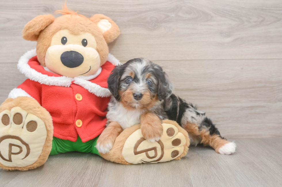 6 week old Mini Bernedoodle Puppy For Sale - Lone Star Pups