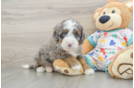 Mini Bernedoodle Pup Being Cute