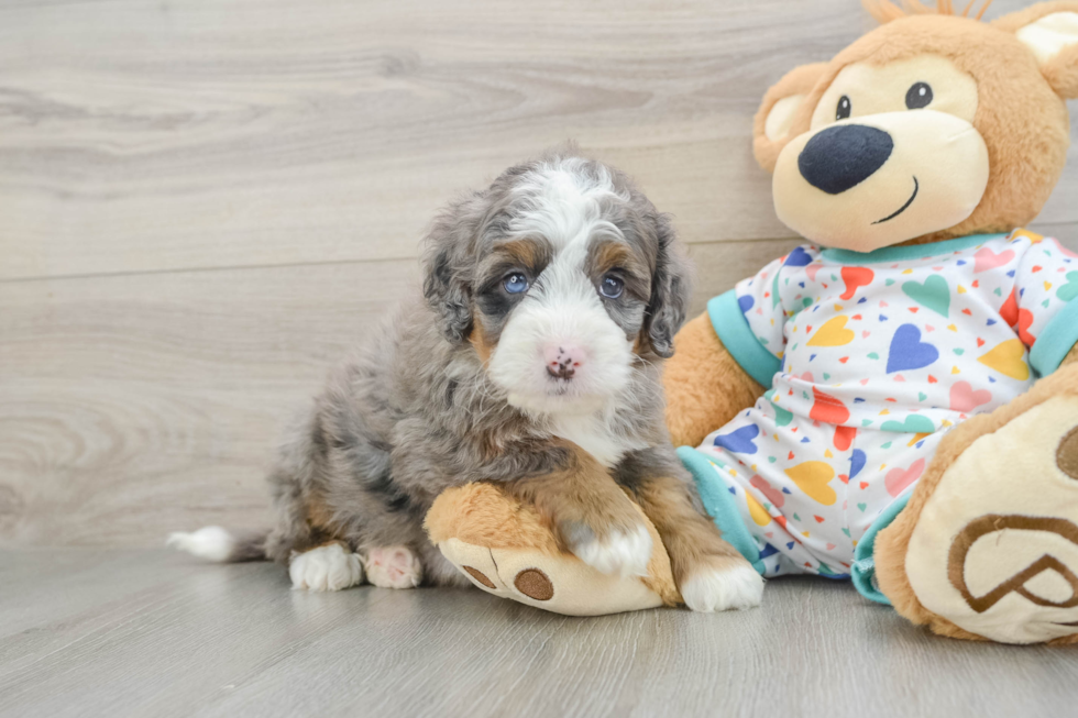 Mini Bernedoodle Pup Being Cute