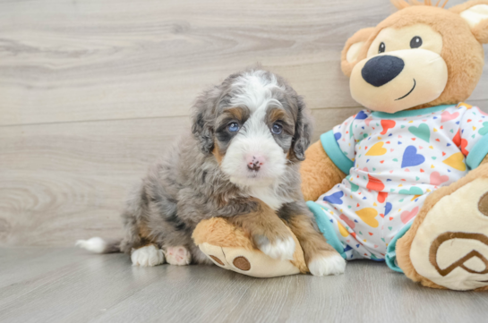 Mini Bernedoodle Pup Being Cute
