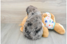 Best Mini Bernedoodle Baby