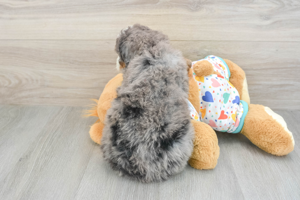 Best Mini Bernedoodle Baby