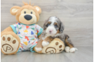 Funny Mini Bernedoodle Poodle Mix Pup