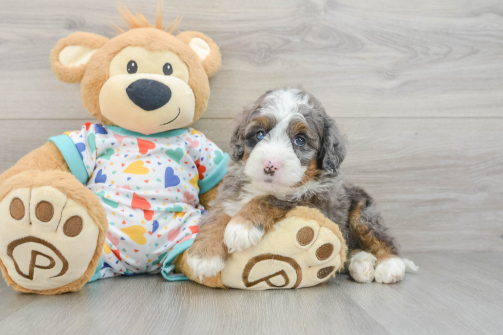 Funny Mini Bernedoodle Poodle Mix Pup