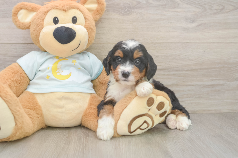 5 week old Mini Bernedoodle Puppy For Sale - Lone Star Pups