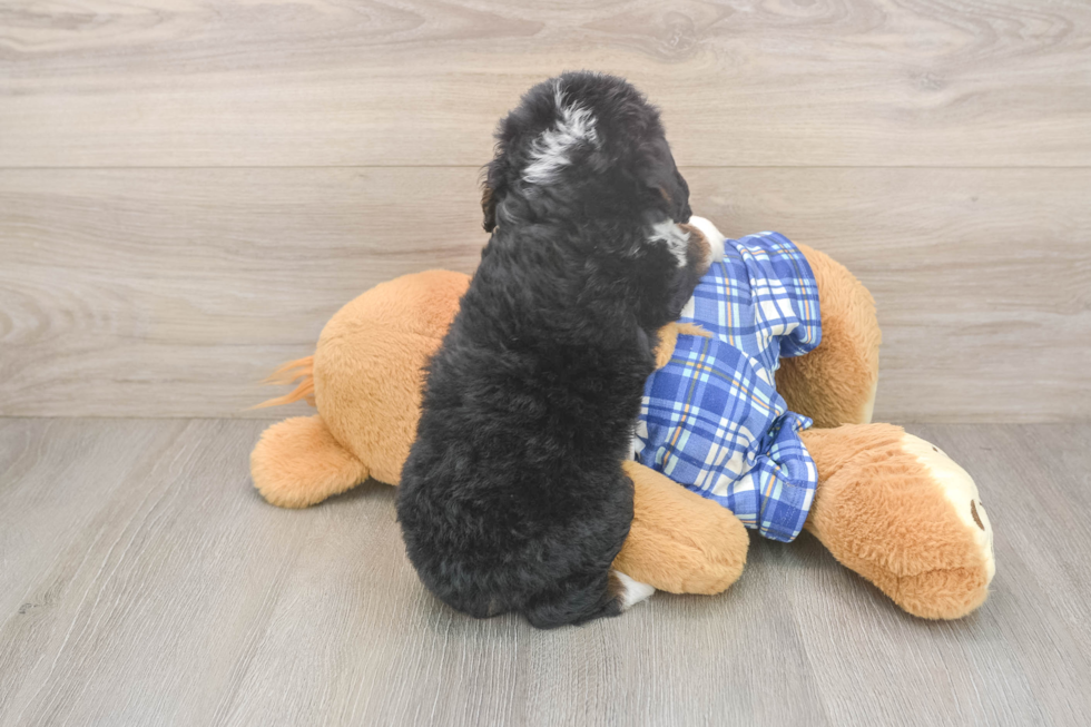 Popular Mini Bernedoodle Poodle Mix Pup
