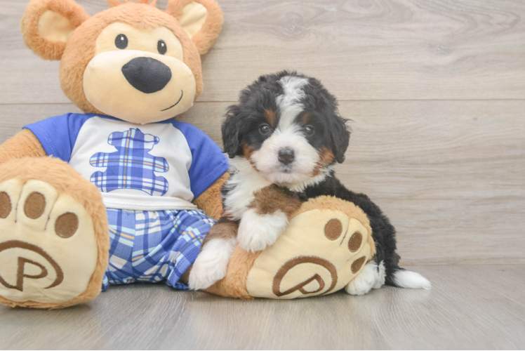 Funny Mini Bernedoodle Poodle Mix Pup