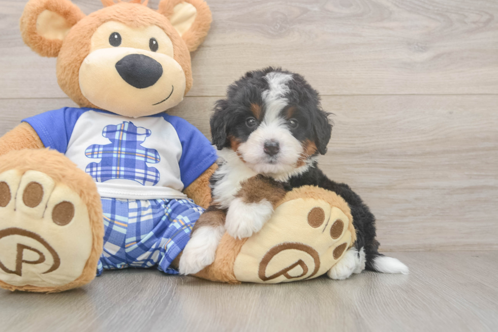 Funny Mini Bernedoodle Poodle Mix Pup