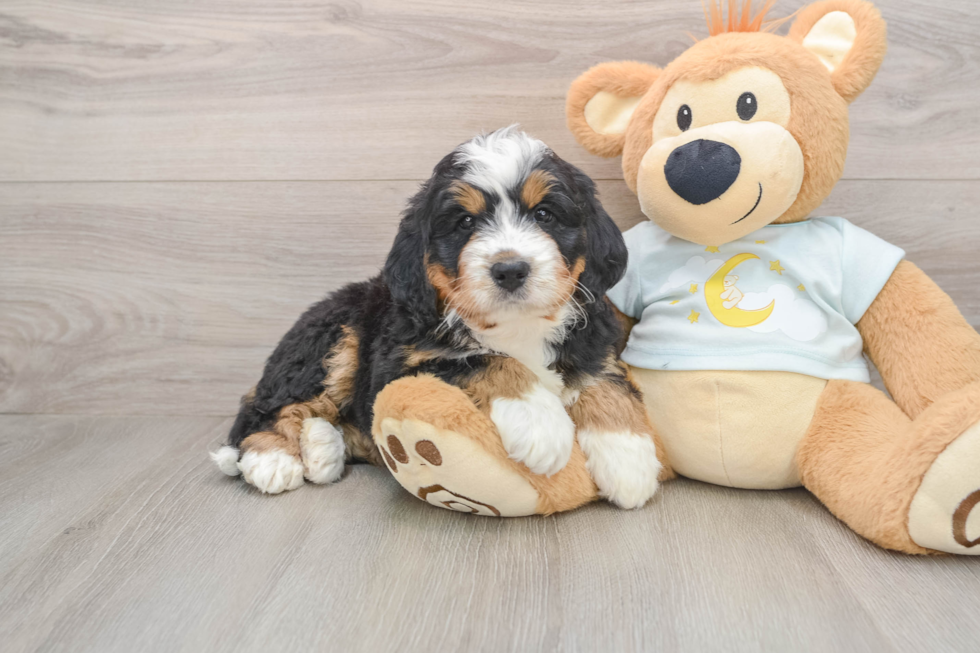 Sweet Mini Bernedoodle Baby