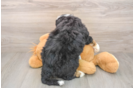 Little Mini Bernesedoodle Poodle Mix Puppy