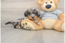 Small Mini Bernedoodle Baby
