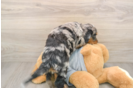 Mini Bernedoodle Pup Being Cute