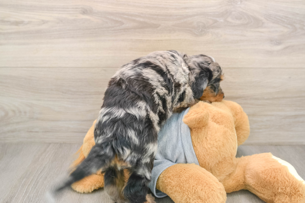 Mini Bernedoodle Pup Being Cute
