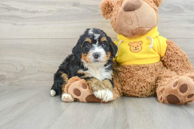 Mini Bernedoodle Puppy for Adoption