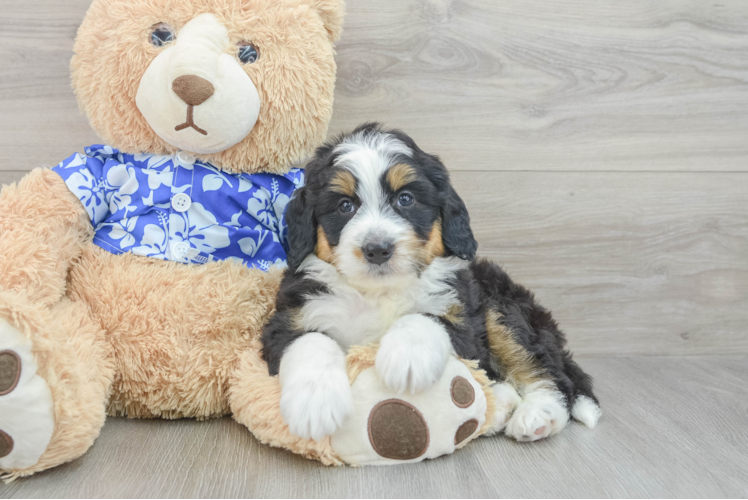 Best Mini Bernedoodle Baby