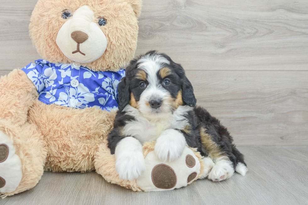 Best Mini Bernedoodle Baby