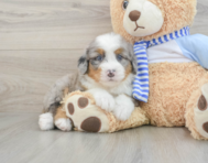 7 week old Mini Bernedoodle Puppy For Sale - Lone Star Pups