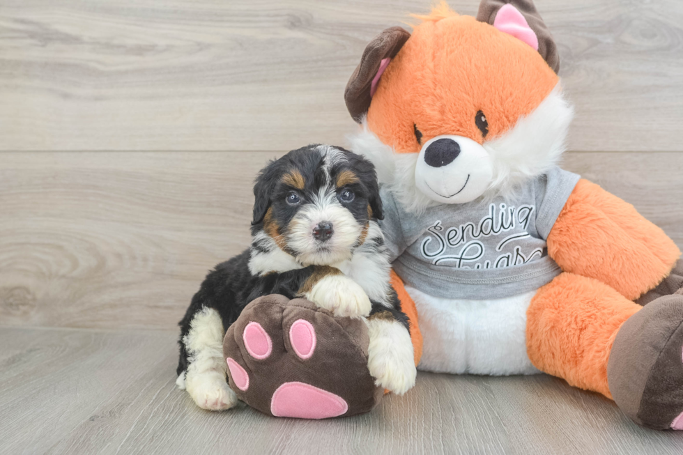 Playful Mini Bernesedoodle Poodle Mix Puppy