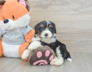 4 week old Mini Bernedoodle Puppy For Sale - Lone Star Pups