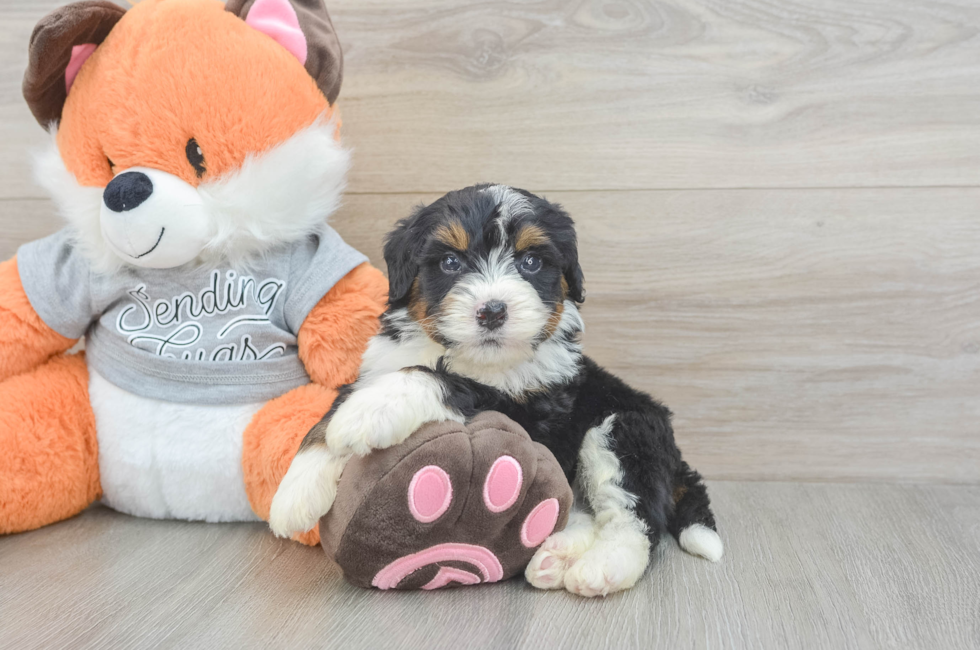 5 week old Mini Bernedoodle Puppy For Sale - Lone Star Pups