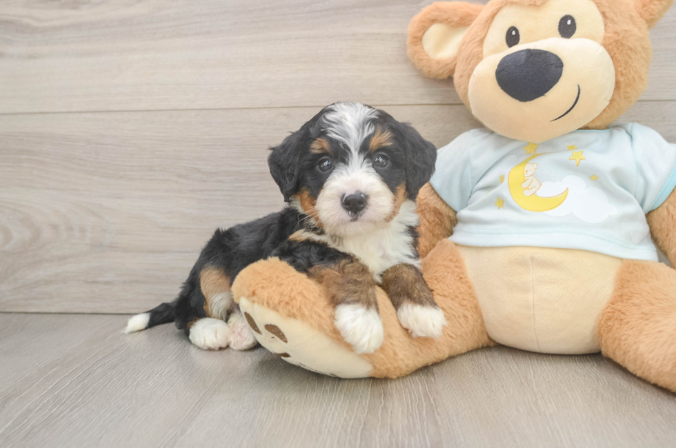 5 week old Mini Bernedoodle Puppy For Sale - Lone Star Pups