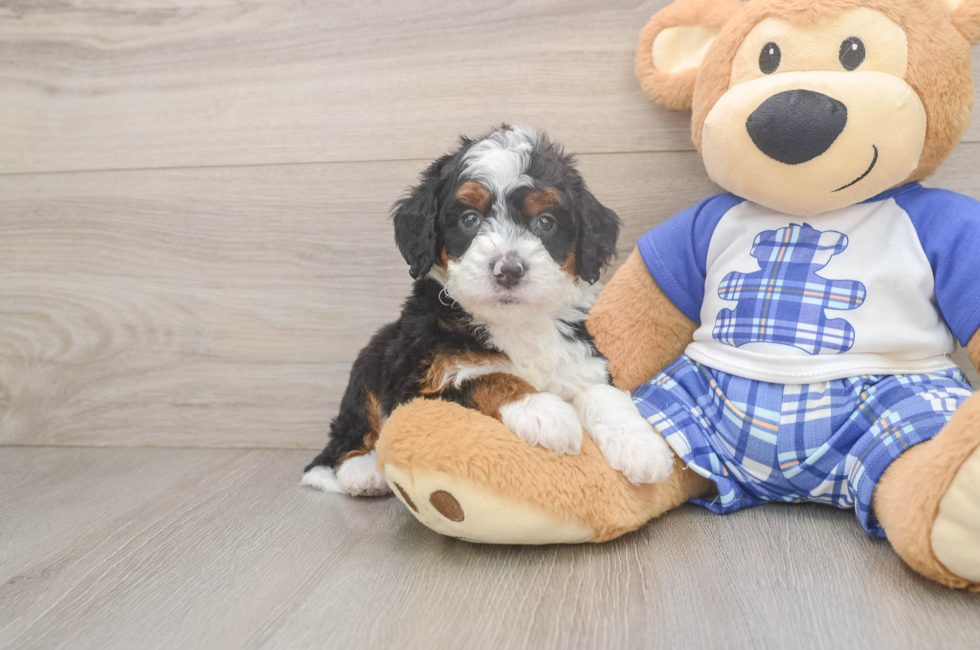 5 week old Mini Bernedoodle Puppy For Sale - Lone Star Pups