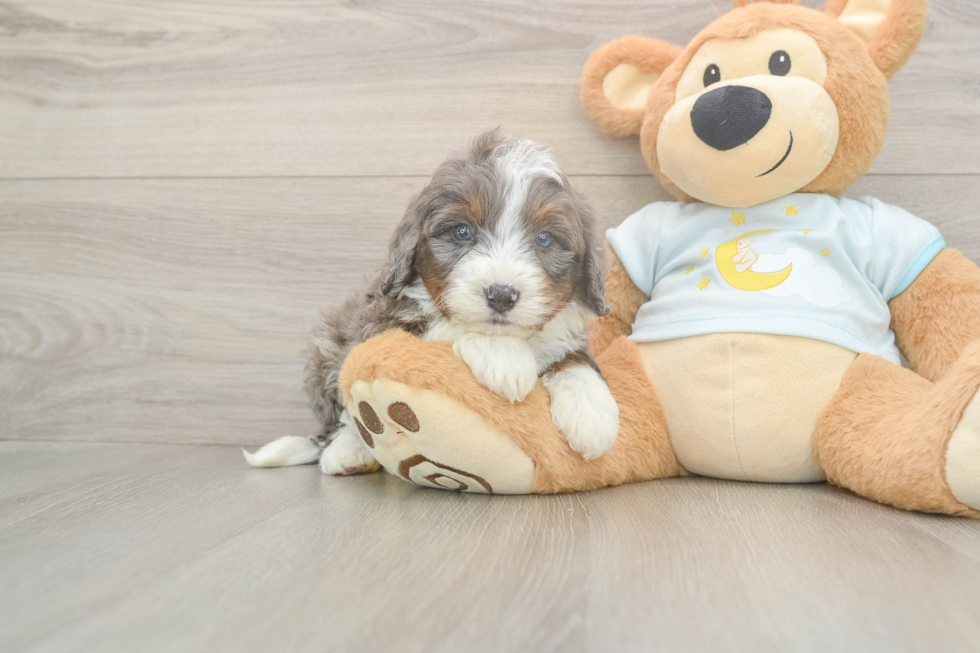 Meet Benny - our Mini Bernedoodle Puppy Photo  2/3 - Lone Star Pups Mini Bernedoodle Pup Being Cute